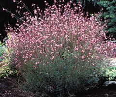 Gaura is a clump-forming, vase-shaped, somewhat shrubby perennial which typically grows 3-4' tall and is perhaps best known for its 4-petaled, butterfly-like flowers and long bloom period (spring to early autumn). Pinkish buds along wiry, erect, wand-like