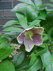 The late Helen Ballard of England was one of the great hybridizers of Lenten rose. In the mid-1900s, she began crossing H. orientalis with several other species including H. odorus (yellow), H. purpurescens (purple to gray) and H. torquatus (dark purple t