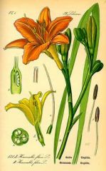 Hemerocallis species and hybrids