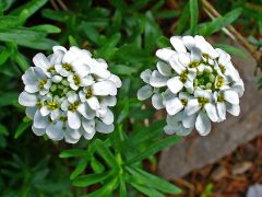 Evergreen candytuft (sempervirens in Latin meaning always green) is a low-growing, spreading, woody-based, herbaceous perennial (sometimes called a subshrub) which typically forms a foliage mound 6-12" tall and spreading to 18" wide. It is evergreen in wa