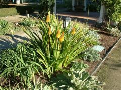red hot poker; torch lily