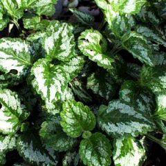 Lamium galeobdolon 'Variegatum'
Lamiastrum galeobdolon 'Variegatum' is a stoloniferous, spreading perennial that features stunning green and silver variegated foliage with 2" long leaves that are oval to nearly round. It forms a loose mat of foliage whic