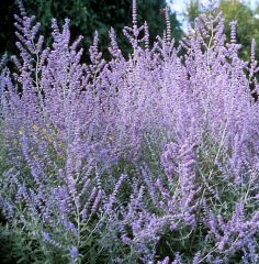 Russian sage is a woody-based perennial of the mint family which typically grows 2-4' (less frequently to 5') tall and features finely-dissected, aromatic (when crushed), gray-green leaves on stiff, upright, square stems and whorls of two-lipped, tubular,
