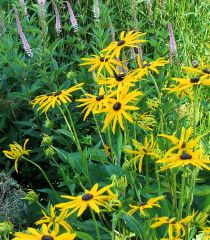 This coneflower cultivar is an upright, rhizomatous, clump-forming perennial which typically grows 2-3' tall. Features large, daisy-like flowers (3-4" across) with deep yellow rays and dark brownish-black center disks. Flowers appear singly on stiff, bran