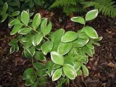 This Solomon's seal cultivar is a rhizomatous, upright, arching perennial which typically grows in a mound to 1-2' tall on unbranched, angular stems. Pairs of small, bell-shaped, white flowers on short pedicels dangle in spring from the leaf axils along a