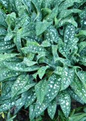 long-leafed lungwort