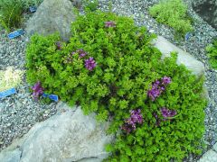 two row sedum; two row stonecrop (prostrate form)