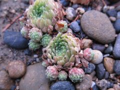 hens-and-chicks