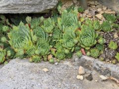 Cactus-like plant has larger spirals of succulent leaves with smaller spirals clinging to the sides (like 'chicks').