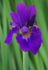 Siberian iris (rhizome)