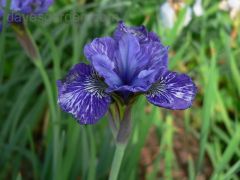 narrow and fairly rigid, blade-shaped, 40-80 cm long and 2-4 cm broad. The flowers are typical of an iris, borne in late spring or early summer on unbranched or sparsely-branched stems held above the leaves, each flower 4-7 cm diameter, mid- to purple-blu