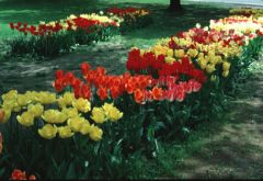 Tulipa species and hybrids