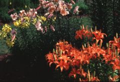 Lilium species and hybrids