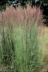 It is a slowly-spreading, clump-forming, cool season ornamental grass which features an erect, slightly arching, slender clump of narrow, stiff, rich green leaves growing to 3' tall and 2' wide. Leaves produce little fall color, eventually turning tan in 