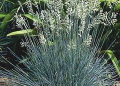 Blue fescue is a short-lived, low-growing, semi-evergreen, clump-forming ornamental grass noted for its glaucous, finely-textured, blue-gray foliage. Foliage forms a dome-shaped, porcupine-like tuft of erect to arching, needle-like blades radiating upward