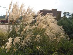 Chinese silver grass; maidengrass