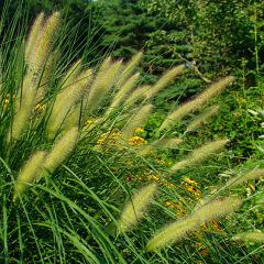 untain grass is a warm season ornamental grass which typically grows in graceful, spreading clumps from 2-3' tall and as wide. Features narrow, medium to deep green leaves (to 1/2" wide) in summer, changing to golden yellow in fall and fading to beige in 
