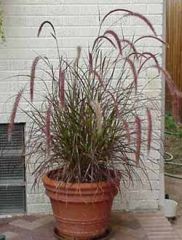 Pennisetum setaceum is a tender perennial fountain grass that is native to Africa, southeast Asia and the Middle East. It is a rapid-growing, clump-forming grass that produces arching, linear, narrow green leaves to 3’ tall and late summer flower spikes t