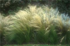 needle grass; tussock grass, Mexican feather grass (syn. Stipa)
