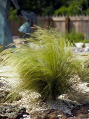 Mexican feather grass is a graceful and delicate very fine textured ornamental grass. It grows in a dense fountainlike clump with slender, wiry culms 1-2 ft (0.3-0.6 m) tall. [A culm is the technical term for the jointed stem of a grass plant.] The leaves