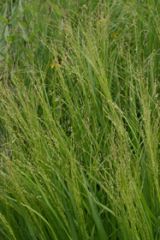 Switch grass is a Missouri native ornamental grass which was an important component of the tallgrass prairie which once covered large areas of the State. It occurs in both wet and dry soils in prairies and open woods, gravel bars and stream banks and alon