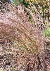 Little bluestem is one of the dominant grasses which grow in the rich and fertile soils of the tallgrass prairie. It is a Missouri native, warm season, ornamental grass which typically grows 2-4' tall (less frequently to 5') and occurs in prairies, open w