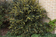 large, spiny, evergreen, shiny leaves
large, three-branched spines at nodes
yellow-brown bark on stems
yellow flowers in spring
bluish-black fruit in fall