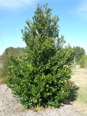 Prunus caroliniana is a small to medium sized evergreen tree which grows to about 8–13 m tall, with a spread of about 6–9 m. The leaves are dark green, alternate, glossy, coriaceous, elliptic to oblanceolate, 5–12 cm long, usually with an entire (smooth) 