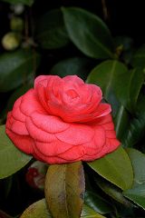 camellia; Japanese camellia