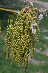 Dark, lustrous green leaves (grayish-white beneath) with 7-11, toothed lobes which are sharply pointed at the tips. Leaves turn brownish-red in autumn. Insignificant flowers in separate male and female catkins appear in spring. Fruits are acorns (with fla