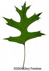 pin oak