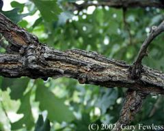 bur oak; mossy cup oak