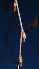 Leaf: Alternate, simple, pinnately-veined, ovate to nearly triangular in shape, 2 to 4 inches long, long pointed at the tip, with doubly serrate margins, green above and paler below
Flower: Monoecious; preformed male catkins near the end of the twig, mos
