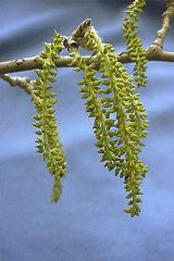 Leaf: Alternate, simple, pinnately veined, 2 to 4 inches long, margins are coarsely toothed and sometimes lobed (maple-like), shiny green above and silvery white-wooly beneath.
Flower: Dioecious; male and female as pendulous catkins, 2 to 3 inches long, 