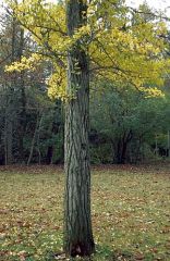 ginkgo; maidenhair tree