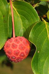 a small, vase-shaped tree with horizontal branching
mottled exfoliating bark
pointed bract tips in comparison to the rounded bract tips of C. florida
blooms about 2 or 3 weeks after C. florida
red, raspberry-like fruits
flower buds pointed and shaped