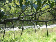 It may be seen as a dense, low-branched, broad-rounded tree to 25-35’ with horizontal branching armed with numerous large thorns (1.5-3” long). Lower branches often sweep near to the ground. It is also often seen as a tall, flat-topped shrub. Obovate to o