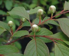 Japanese stewartia is a small, slow-growing, pyramidal, deciduous tree which typically matures over time to 20-40' tall. Often grown in cultivation as a multi-stemmed shrub to 12' tall. Cup-shaped, camellia-like white flowers (to 2.5" diameter) with showy