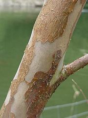 Stewartia pseudocamellia