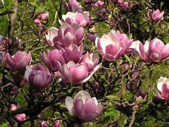 saucer magnolia
