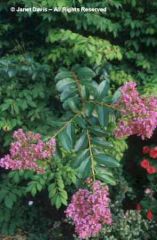 Lagerstroemia spp. and hybrids