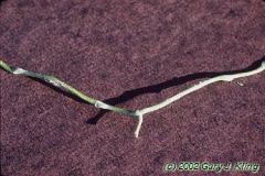 corkscrew willow