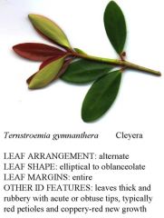 Ternstroemia gymnanthera