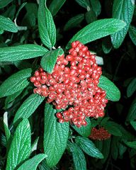 An evergreen shrub, commonly called leatherleaf virbunum, which can ultimately reach a height of 6-10'. Produces flat cymes of creamy white flowers in the spring and berries in early fall which first appear red and then change to a glossy black. Berries w