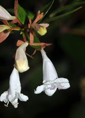 small buds with two pairs of scales
deciduous to semi-evergreen
multistemmed, dense shrub with arching branches
opposite leaf arrangement
shallow, dentate leaf margins
tubular pink flowers during summer
This abelia hybrid is a rounded, spreading, mu