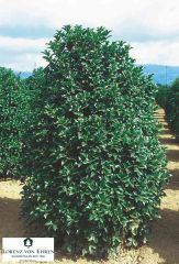 Height: 8 to 10 feet
	Width: 5 to 10 feet
	Texture: Medium
	Form: Dense, upright, oval to rounded shrub
	Flower/Fruit: Small white flowers in fall; very fragrant; bluish purple-black drupes
	Foliage: Opposite, simple, leathery, lustrous dark green le