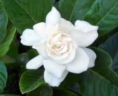 Picture gorgeous, dark to bright green, opposite leaves on a shrub that can grow 6-8 ft (1.8-2.4 m) high with almost equal spread. The leaves are glossy and leathery. Mature shrubs usually look round, and have a medium texture. This is not a "bloom all at