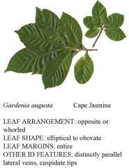 Gardenia augusta