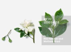 gardenia; cape jessamine