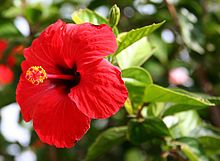 A popular landscape plant in warm climates, this shrub creates a bold effect with its medium-textured, glossy dark green leaves and vibrantly-colored, four to eight-inch-wide, showy flowers, produced throughout the year. In cooler regions, hibiscus bloom 